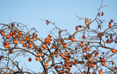 ツグミくんも大満足