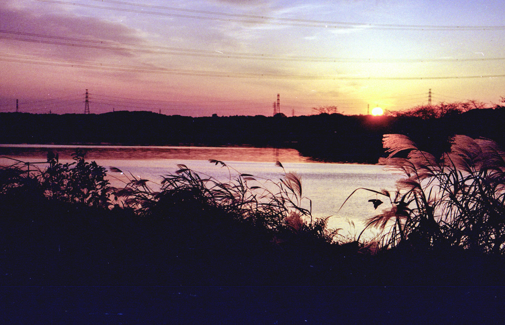 ススキの花言葉は「活力！」「精力！」