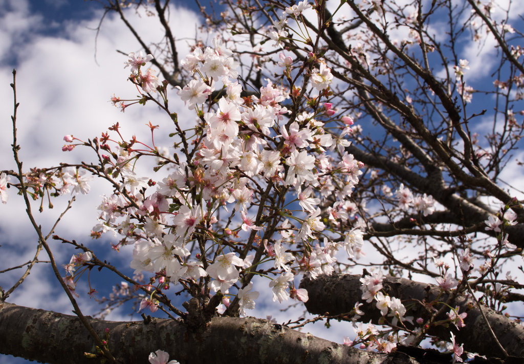十月桜は季節感覚がバグるなあ