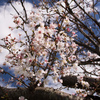 十月桜は季節感覚がバグるなあ
