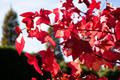 カエデは完全に紅くなり2