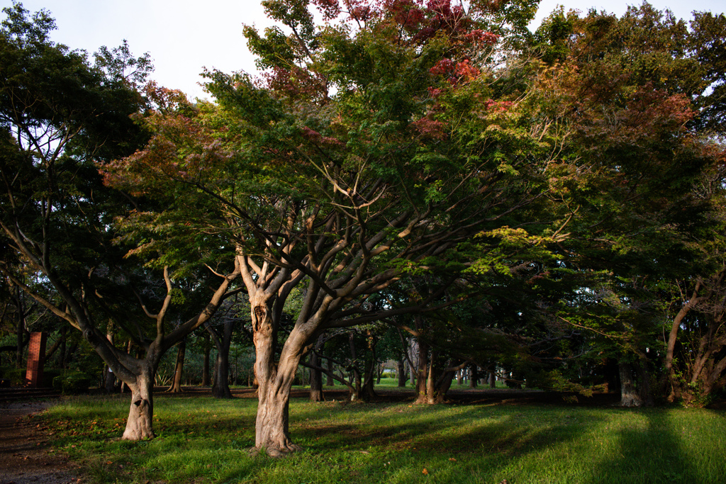上から染まり始める