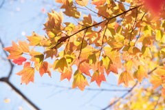 ｷﾗｷﾗｶｴﾃﾞ