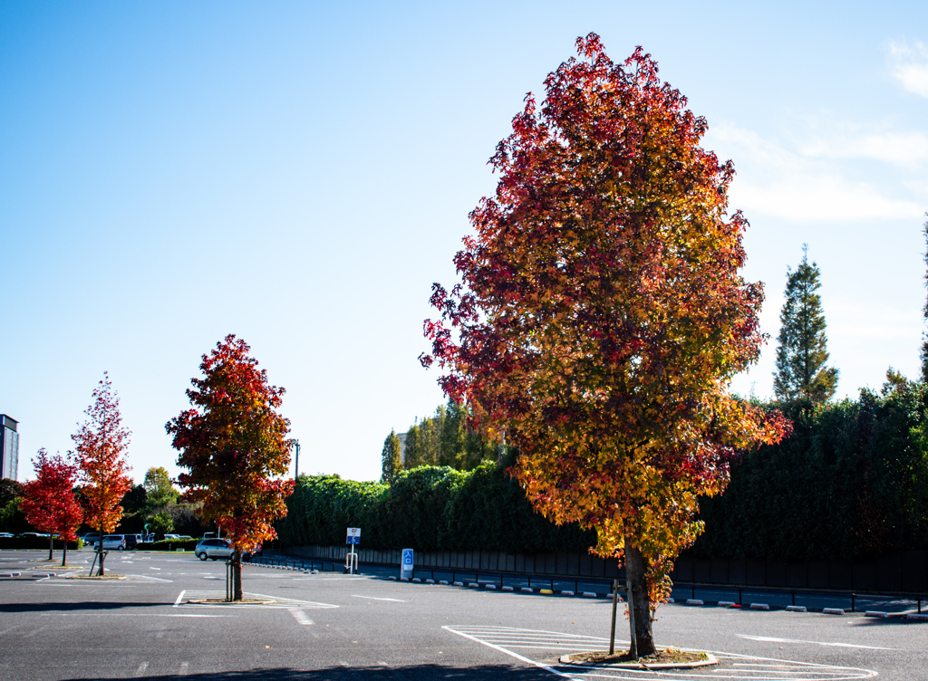 こっちのカエデはもう少し