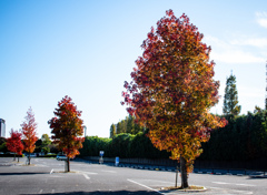 こっちのカエデはもう少し