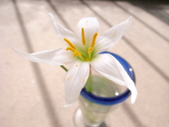 うちに迷い込んできた花