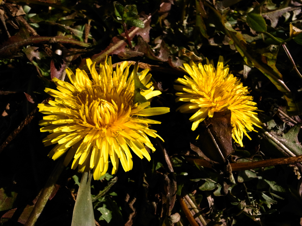 身を低くして寒風を凌ぐ