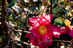 網フェンスからサザンカ