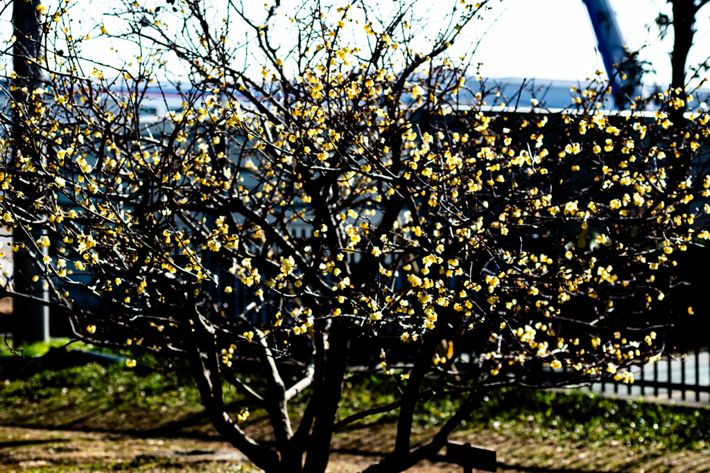 ロウバイ見ごろ