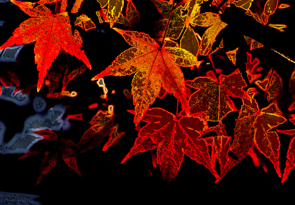 紅葉三態　ー２－