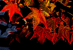 紅葉三態　ー２－