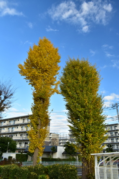 巨大バカップル