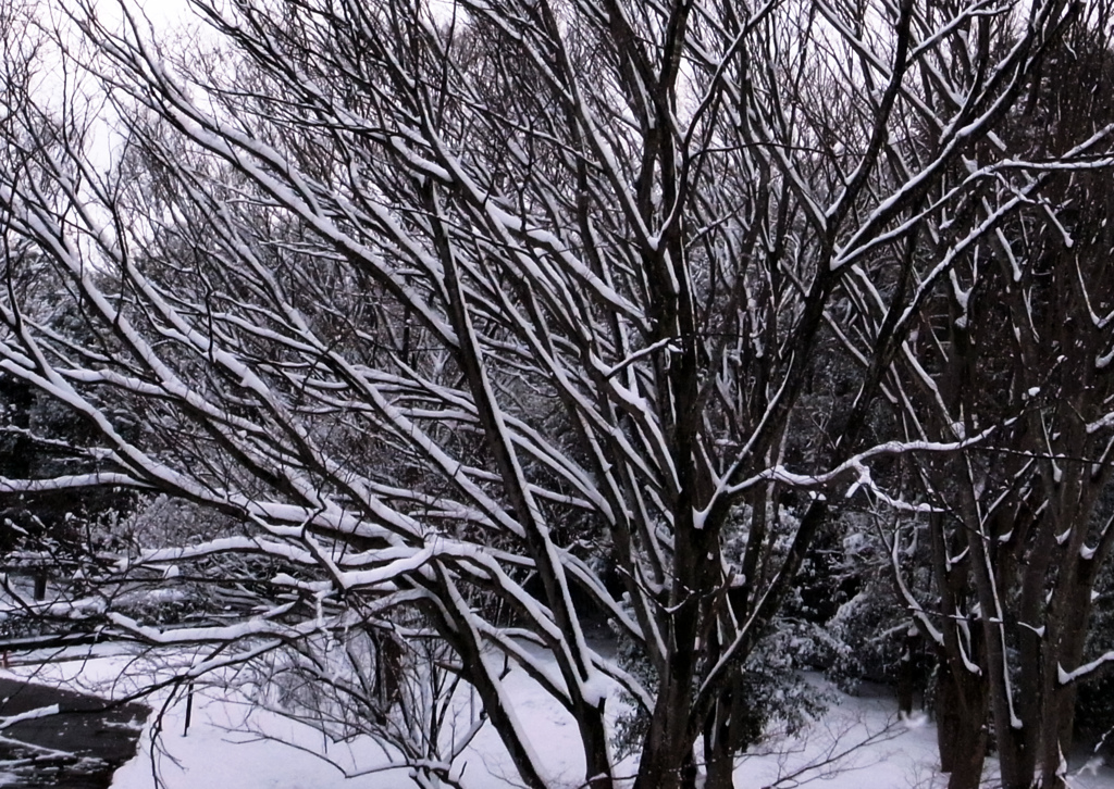 引き締まる大木