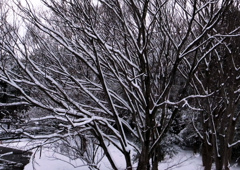 引き締まる大木