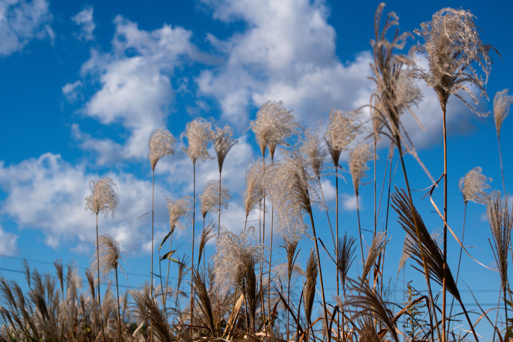 ススキ高く雲低し