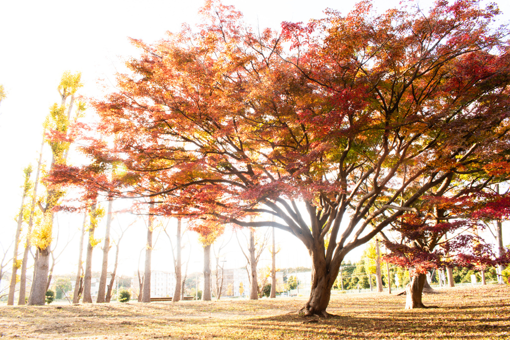 let there be more light