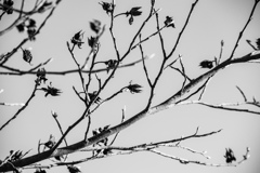 メカニカル植物