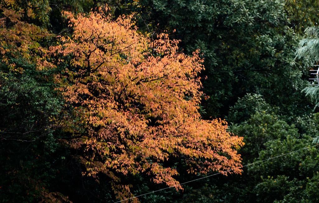 山桜、はんなり紅葉