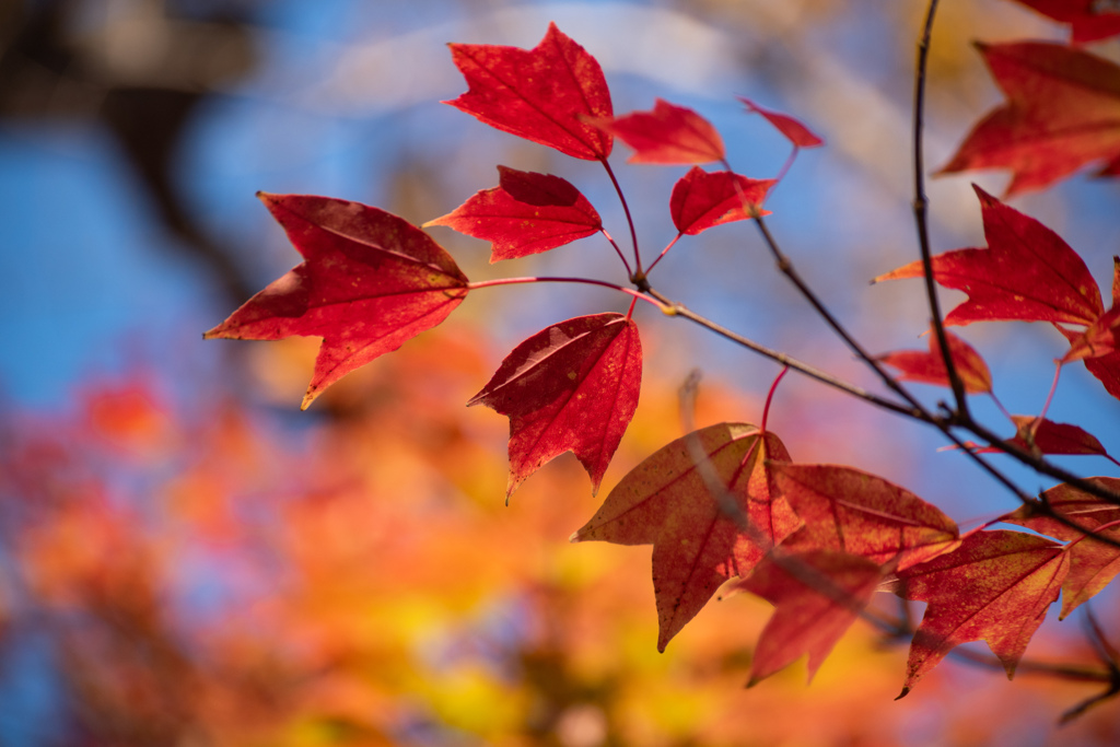 この葉っぱも可愛いのだ