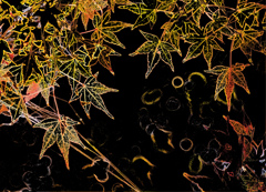 紅葉三態　ー１－