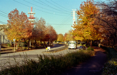 カエデ紅葉街道