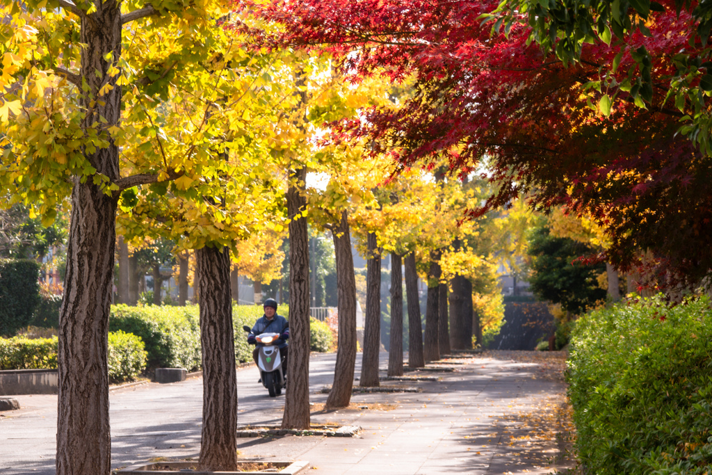red,yellow and 原チャリ