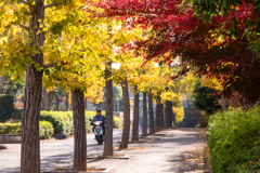 red,yellow and 原チャリ