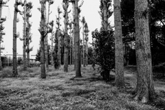 枝打ちされたイチョウ木立