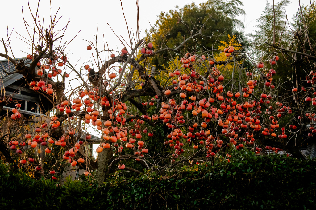 こっちの柿もなかなか