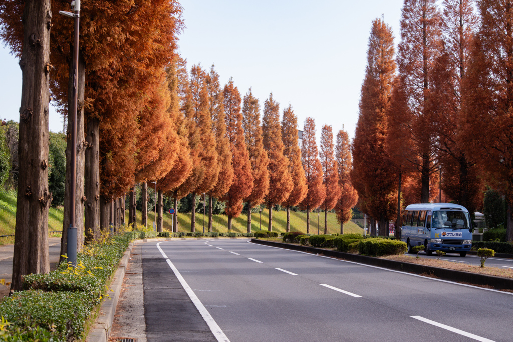 メタセコイア並木