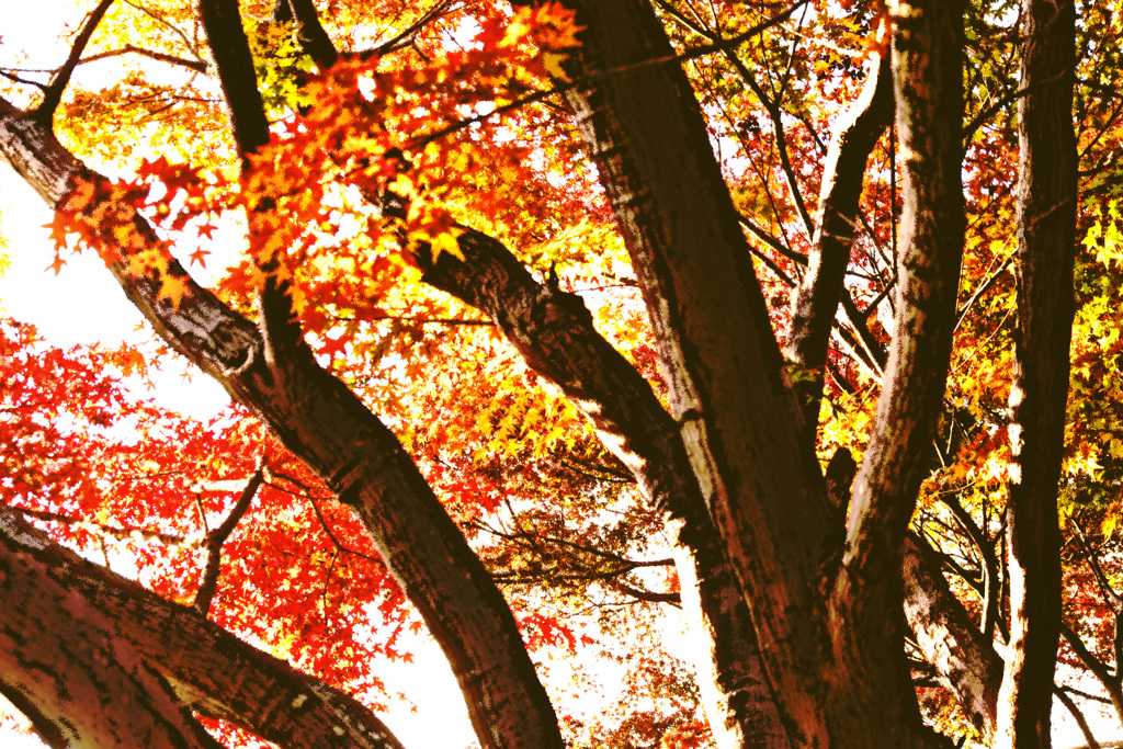 紅葉三態　ー３－