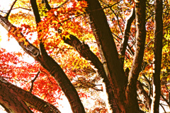 紅葉三態　ー３－