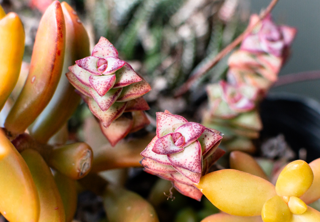 銘月と星の王子