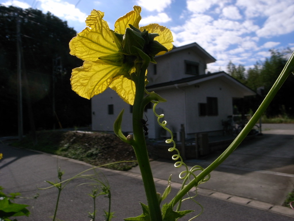 ヘチマの花＆くりんくりん