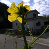 ヘチマの花＆くりんくりん
