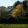 徐々に秋深まる