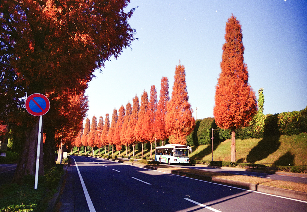 メタセコイア並木(film)