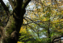 苔むす樹皮と黄葉