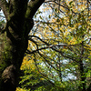 苔むす樹皮と黄葉