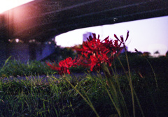 Blood Flower