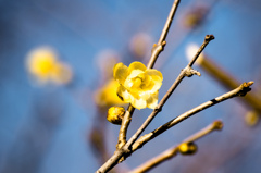 ロウバイ咲き始める