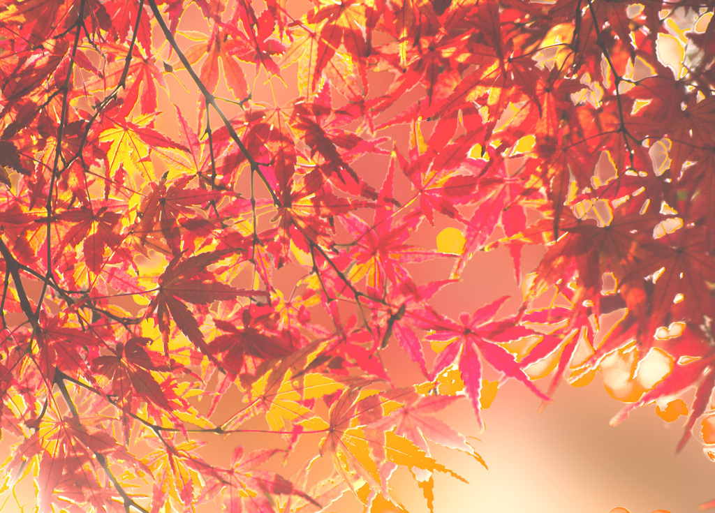 ｷﾗｷﾗﾓﾐﾁﾞ