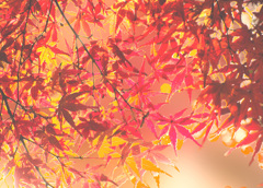 ｷﾗｷﾗﾓﾐﾁﾞ