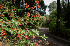 ピラカンサに呼ばれた