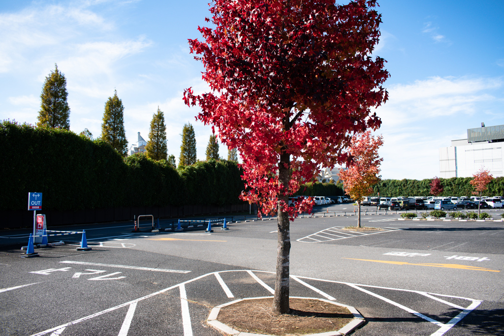 カエデは完全に紅くなり