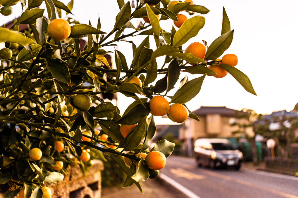 道路にはみ出た金柑