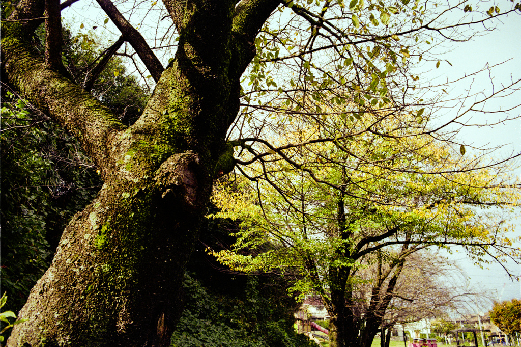 苔むす樹皮と黄葉（film）
