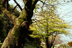 苔むす樹皮と黄葉（film）