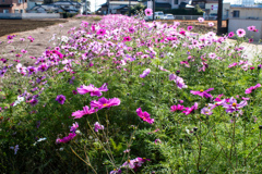 まだ結構咲いてるのね