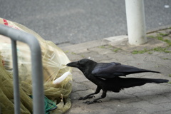 ボクはお腹が空いてるのだ！